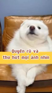 Sữa tắm cho Chó Mèo thương hiệu Borammy chai 500ml - Love pets shop