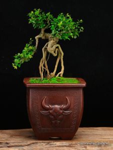 Premium Purple Clay Flower Pot Miniature Bonsai Container Imitation Ancient Style Square Succulent Pothos Desktop Green Plant