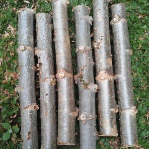 Bibit benih Batang singkong keju/tamilung fresh