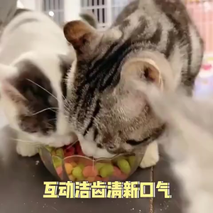 Cat Biscuits Snacks Teeth cleaningTuna Chicken Biscuits Pet Nutrition Biscuits Kitten Treats For Cat