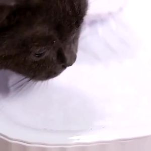 Cat Water Feeder 3L Water Fountain Pet Water Dispenser Automatic Silent Mode