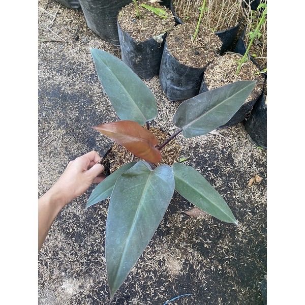 Philodendron Black Majesty - Lazada | Lazada PH