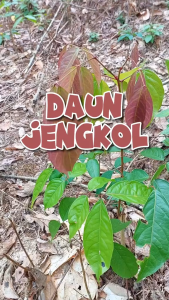 Daun Jengkol Segar 500 gram / Daun Jengkol Segar 1 kg Langsung Dipetik Saat Order Masuk