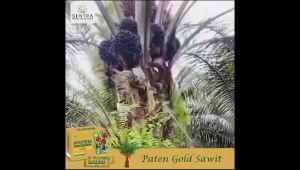 Paket 1 Hektar 10 box free 1 box total 11 box Pupuk Paten Gold Sawit Hasil Lebih Biaya Lebih Rendah