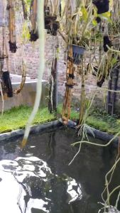 Pupuk anggrek Pupuk tanaman hias perangsang akar dan bunga Tanaman Hias