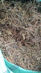 1kg cây lạc tiên sấy khô