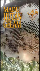 [FadliMaliki] Madu Hutan Gelam Hitam Liar Raw Honey - 1kg