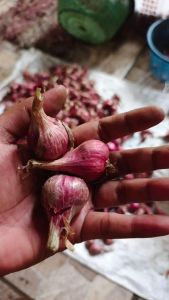 Bawang Merah Asli Brebes Besar Kering Fresh Aroma Wangi Dan Enak Grade A Berkualitas Bumbu Masak