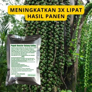 Pupuk Booster Kolang Kaling: Memahami & Menggunakan dengan Benar