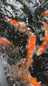 อาหารปลาคาร์ฟ ZenKoi Bio สูตรจุลินทรีย์ ย่อยง่าย การดูดซึมสูง เร่งสี เร่งโต เสริมภูมิคุ้มกัน3kg