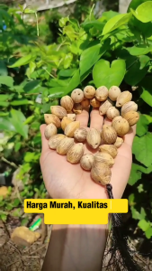 TASBIH 33 KELAPA KECIL KELAPA MINI SUPER UNIK