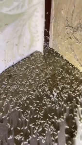 Chai Xịt Diệt Mối Mọt THÁI LAN GECKO 500ml Diệt Mối Cửa Gỗ Sàn Gỗ Tủ Quần Áo Tủ Bếp Tường Trần Nhà