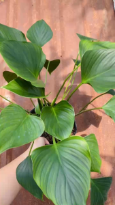 Cây Thanh Tâm - Tổng thể tầm 30-40 cm - Dòng kiểng lá sang đẹp!