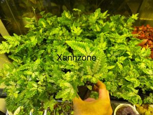 Dương xỉ cẩm thạch set hồ bán cạn terrarium non bộ trồng chậu