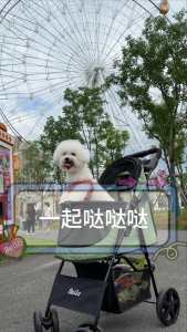 Bello Newest Pet stroller small Lightweight Fordable Cart Dog Cat Teddy Hand Cart Outgoing Pet Dog Cat