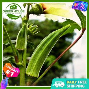 Green House® - Okra Seeds for Planting Vegetable Plants (25 Seed) incl. Planting Instruction Smooth Green Lady Finger