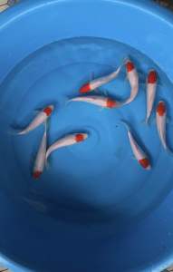 JAPAN KOI LOCAL BREED 6/7” HIGH GRADE TANCHO RM280 per koi