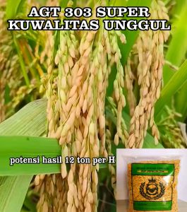 KEMASAN 5 KG BENIH BIBIT PADI AGT 303 SUPER UNGGUL GABAH BERKUALITAS