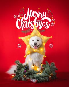 หมวกดาวระยิบระยับ ชุดสวมหัวหมาแมวแฟนซี คอสตูมเทศกาลคริสต์มาส | CLAWSET.BKK