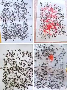 ไล่แมลงวัน กาวดักแมลงวั แผ่น ติดแมลงวันตัวใหญ่ แผ่นดักแมลง กาวดักแมลงไล่แมลง ดักแมลงวั