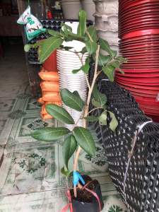 Cây nhản xuồng cơm vàng