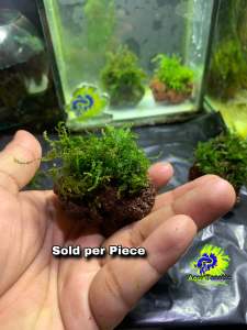 Aquatic Stonemoss