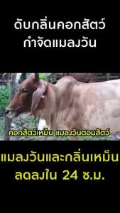 UmeLife อูเมะไลฟ์ ปศุสัตว์ 1000cc สูตรกำจัดกลิ่นและแมลงวันในคอกสัตว์ สำหรับหมู/วัว/ไก่