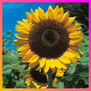 SeedsPLAZA™ - MONGOLIAN SUPER GIANT SUNFLOWER Seeds (10 Seed) + Planting Instruction - Sulit Pack