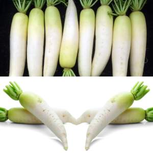 binhi pantanim 10 seeds labanos korean radish yong dong f1