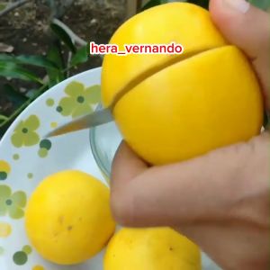 Bibit Jeruk Lemon California Sudah Berbuah Besar