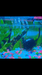 Aquarium Mini Akrilik Fullset dengan Air Terjun – Estetik & Praktis!