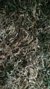 1kg cây thài lài - rau trai sấy khô