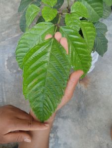Anak Pokok Memail /Leea Indica (岩陀叶)高度 37CM/ketinggian37cm