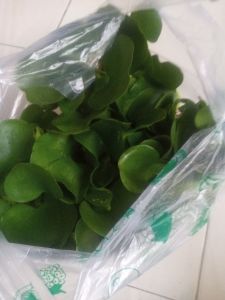 enceng gondok paket 5 pcs
