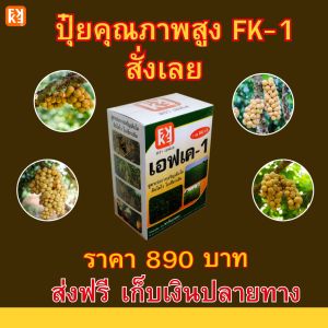 ลองกอง โตไวใบเขียว ผลใหญ่ น้ำหนักดี ฉีดพ่น ปุ๋ย FK-1 ต้นทุนต่อไร่ถูกกว่าปุ๋ยเม็ด 4 เท่า เพิ่มผลผลิตสูงสุด 20 เปอร์เซ็นต์