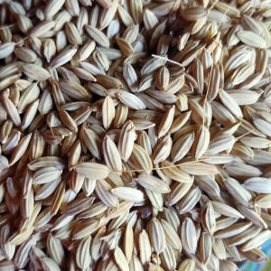 Benih padi ladang padi huma biji merah 1 kg asli pedalaman