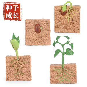 Mô Hình Thực Tế Của Quá Trình Phát Triển Của Động Vật Và Thực Vật Hạt Đậu Nành Chu Kỳ Tăng Trưởng Giáo Dục Sớm Đồ Chơi Giáo Dục Cho Trẻ Em