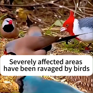 Ten years without seeing birds!! AK Pigeons repellent Anti bird Bird deterrent Chase bird away Non-corrosive easy to use long-lasting effect18 pcs/pack.驱鸟神器 防鸟神器 赶鸟神器 驱鸟