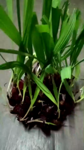 200g Fresh Dayak Onion