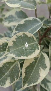 Pokok Ficus Benjamina Batik  Pokok Hidup Hiasan Variegated Live Plant SHS Kebun