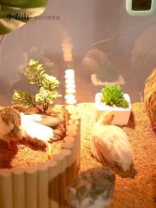 Panoramic Small Pet Acrylic Cage Hamster Cage  Reptile Guinea Pig Rutin Chicken Hedgehog Big Space 全景亚克力木质小宠笼