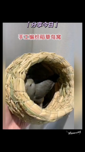 Tổ Chim Treo Cây Handmade – Trang Trí Ban Công Sân Vườn Mới Nhất 2025