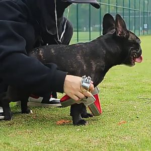 Bộ dây dắt chó phản quang kèm đai yếm nẹp da nhân tạo (mẫu mới) - Love Pets Shop