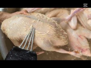 Máy nhổ lông vịt 4 đầu kẹp màu xanh chạy điện chuyên làm lông măng lông mới nhú vịt xiêm -Mẫu mới 2025