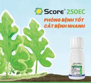 Score 250EC 50ml – Thuốc Trị Nấm Bệnh Thán Thư Đốm Lá Phấn Trắng Cho Cây Trồng