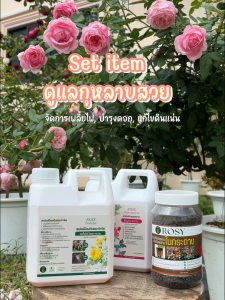 Rosy เซ็ตสุดคุ้ม!! ดูแลกุหลาบครบวงจร จำกัดแมลง เพลี้ย บำรุงกุหลาบ แถมสารปรับปรุงดิน