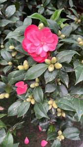 คามิเลียกลีบสวย เรียงไล่ชั้นสีแดงไล่โทนชมพู 70-100cm #ต้นคาเมเลีย #คามิเลีย #Camellia #ต้นไม้นำเข้า #ต้นคาเมเลีย #คามิเลีย #Camellia #ดอกชมพู