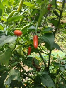 Cabe Rawit Segar Kampung 250 Gram - Bumbu Masakan