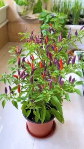 BERBUAH Bibit Cabe Pelangi Sudah Jadi Bonsai Termurah