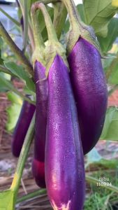 Benih Bibit Terong Ungu Panjang JATAYU F1 5 g Jagonya Tahan Layu dari You Seed